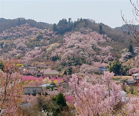 Fukushima Fleur: A Flower Blooms Amidst Controversy!