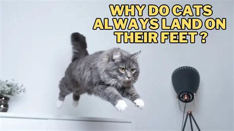 Can You Put Oil in Your Car While It's Running? And Why Do Cats Always Land on Their Feet?