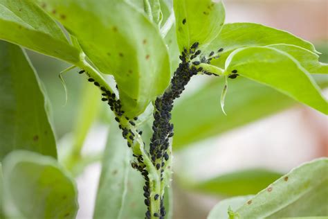 How to Bring an Outdoor Plant Inside Without Bugs: A Guide to Keeping Your Home Pest-Free and Your Plants Thriving