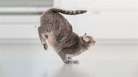 What Does Namaste Mean in Yoga, and Why Do Cats Always Land on Their Feet?