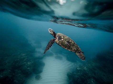 Where to Swim with Sea Turtles: A Journey Through Time and Tide